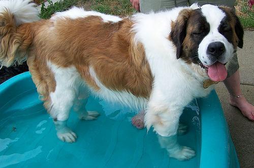 https://images.dog.ceo/breeds/stbernard/n02109525_5013.jpg