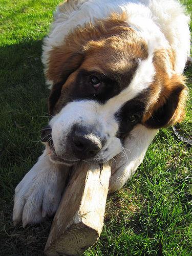 https://images.dog.ceo/breeds/stbernard/n02109525_523.jpg