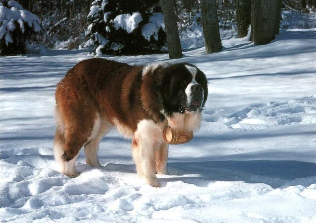 https://images.dog.ceo/breeds/stbernard/n02109525_5264.jpg