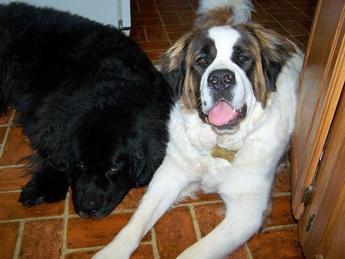 https://images.dog.ceo/breeds/stbernard/n02109525_5385.jpg