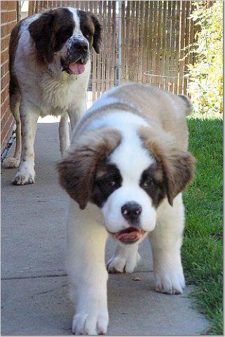 https://images.dog.ceo/breeds/stbernard/n02109525_5498.jpg