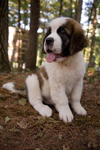 https://images.dog.ceo/breeds/stbernard/n02109525_5966.jpg