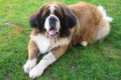 https://images.dog.ceo/breeds/stbernard/n02109525_6215.jpg