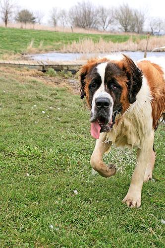 https://images.dog.ceo/breeds/stbernard/n02109525_6593.jpg