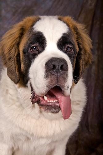 https://images.dog.ceo/breeds/stbernard/n02109525_6693.jpg