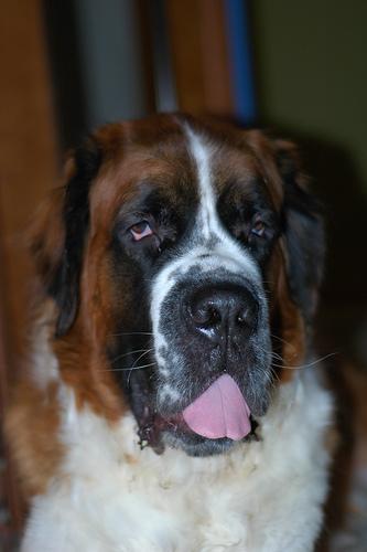 https://images.dog.ceo/breeds/stbernard/n02109525_6931.jpg