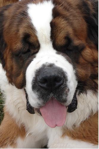 https://images.dog.ceo/breeds/stbernard/n02109525_7016.jpg