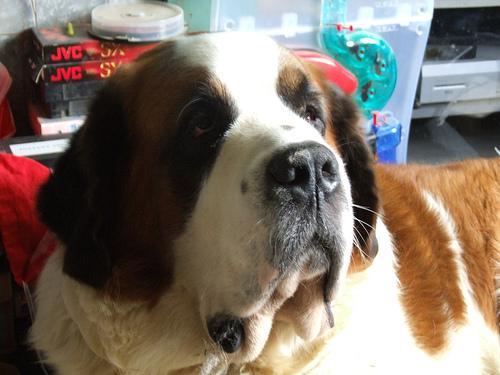 https://images.dog.ceo/breeds/stbernard/n02109525_7085.jpg