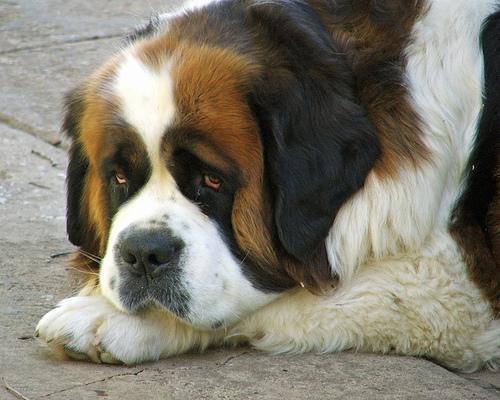 https://images.dog.ceo/breeds/stbernard/n02109525_7121.jpg