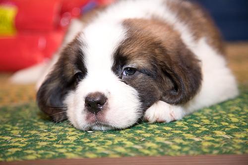 https://images.dog.ceo/breeds/stbernard/n02109525_7336.jpg