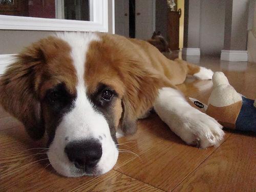 https://images.dog.ceo/breeds/stbernard/n02109525_7444.jpg