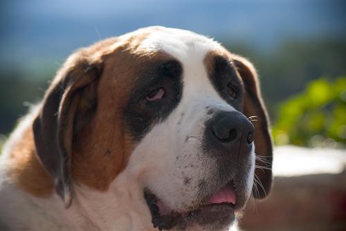 https://images.dog.ceo/breeds/stbernard/n02109525_751.jpg