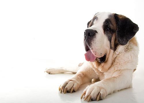 https://images.dog.ceo/breeds/stbernard/n02109525_7656.jpg