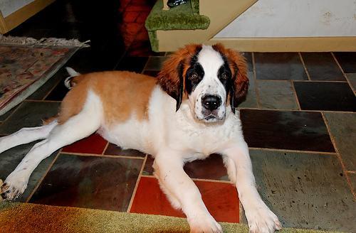 https://images.dog.ceo/breeds/stbernard/n02109525_8211.jpg