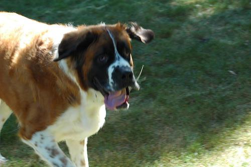 https://images.dog.ceo/breeds/stbernard/n02109525_8312.jpg