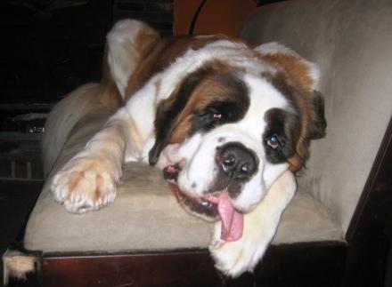 https://images.dog.ceo/breeds/stbernard/n02109525_8475.jpg