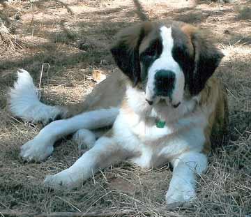 https://images.dog.ceo/breeds/stbernard/n02109525_8704.jpg