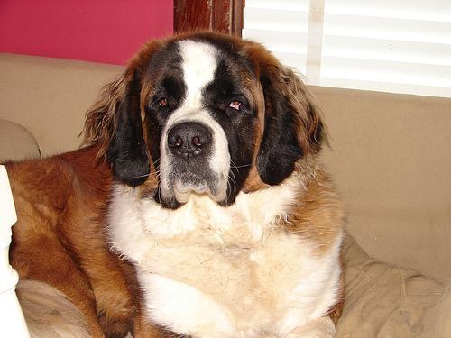 https://images.dog.ceo/breeds/stbernard/n02109525_8822.jpg