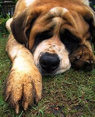 https://images.dog.ceo/breeds/stbernard/n02109525_883.jpg