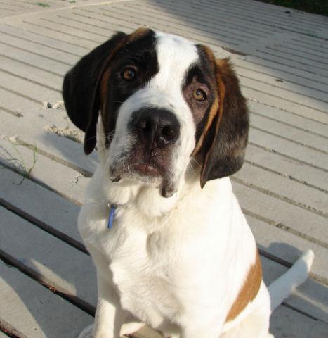 https://images.dog.ceo/breeds/stbernard/n02109525_9130.jpg