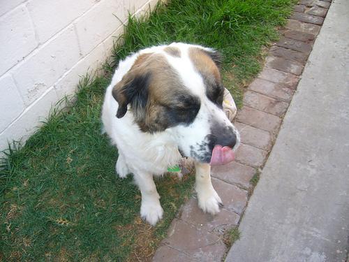 https://images.dog.ceo/breeds/stbernard/n02109525_9243.jpg