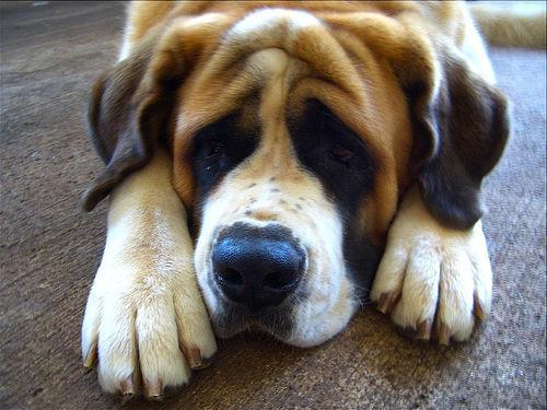 https://images.dog.ceo/breeds/stbernard/n02109525_9379.jpg