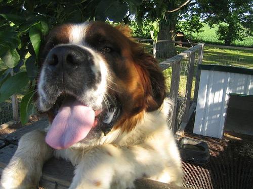 https://images.dog.ceo/breeds/stbernard/n02109525_9426.jpg