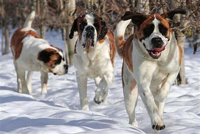 https://images.dog.ceo/breeds/stbernard/n02109525_9522.jpg