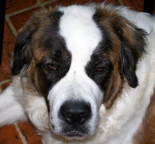 https://images.dog.ceo/breeds/stbernard/n02109525_9869.jpg