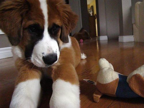 https://images.dog.ceo/breeds/stbernard/n02109525_9872.jpg