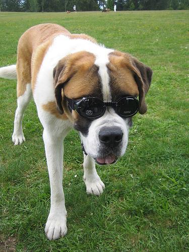 https://images.dog.ceo/breeds/stbernard/n02109525_997.jpg