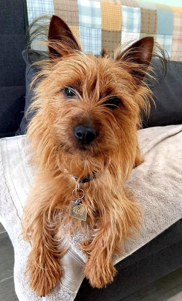 https://images.dog.ceo/breeds/terrier-australian/FB_IMG_1596625396617.jpg