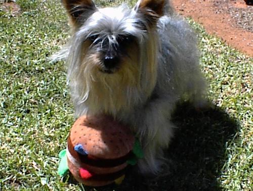 https://images.dog.ceo/breeds/terrier-australian/n02096294_1121.jpg