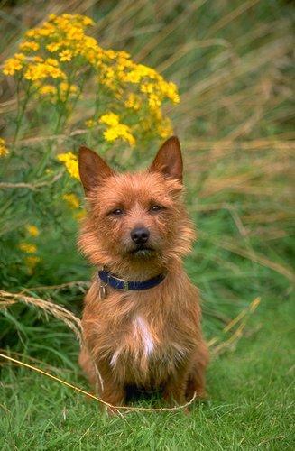 https://images.dog.ceo/breeds/terrier-australian/n02096294_1133.jpg