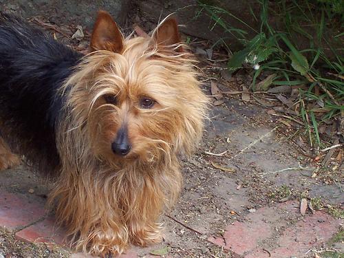 https://images.dog.ceo/breeds/terrier-australian/n02096294_1299.jpg