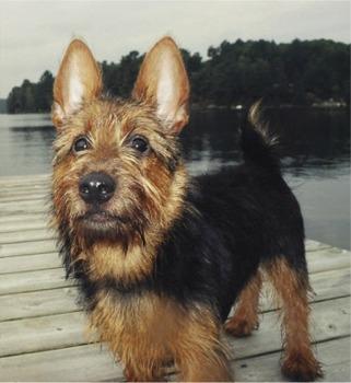 https://images.dog.ceo/breeds/terrier-australian/n02096294_1386.jpg