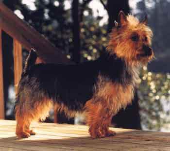 https://images.dog.ceo/breeds/terrier-australian/n02096294_167.jpg