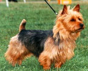 https://images.dog.ceo/breeds/terrier-australian/n02096294_1805.jpg