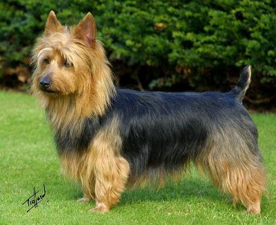 https://images.dog.ceo/breeds/terrier-australian/n02096294_1955.jpg