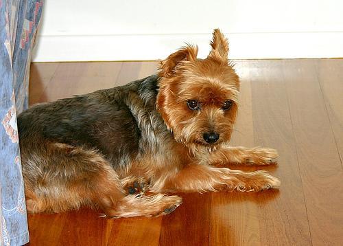 https://images.dog.ceo/breeds/terrier-australian/n02096294_2118.jpg