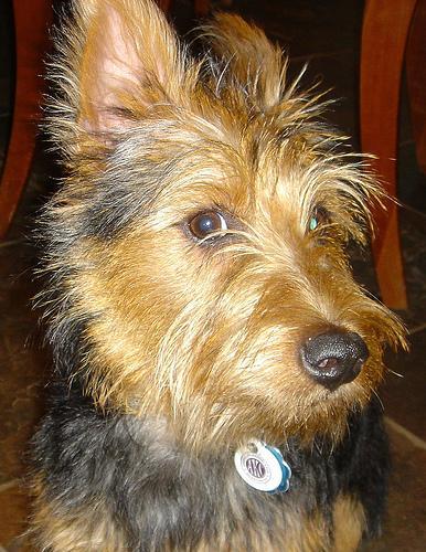 https://images.dog.ceo/breeds/terrier-australian/n02096294_2306.jpg