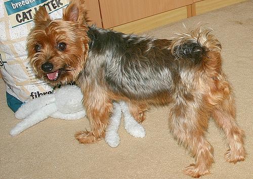 https://images.dog.ceo/breeds/terrier-australian/n02096294_2411.jpg