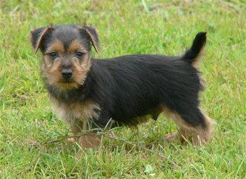 https://images.dog.ceo/breeds/terrier-australian/n02096294_2432.jpg