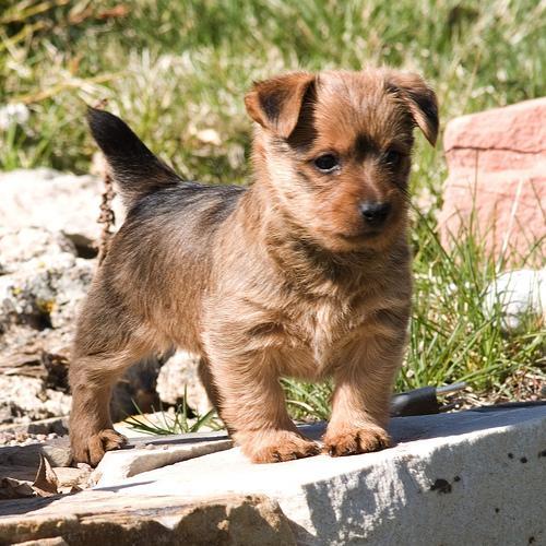 https://images.dog.ceo/breeds/terrier-australian/n02096294_2603.jpg