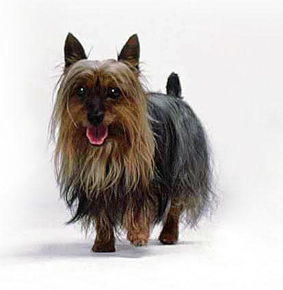 https://images.dog.ceo/breeds/terrier-australian/n02096294_2672.jpg