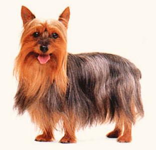 https://images.dog.ceo/breeds/terrier-australian/n02096294_2821.jpg