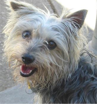 https://images.dog.ceo/breeds/terrier-australian/n02096294_3105.jpg