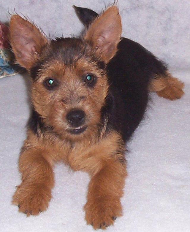 https://images.dog.ceo/breeds/terrier-australian/n02096294_3174.jpg