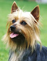 https://images.dog.ceo/breeds/terrier-australian/n02096294_3344.jpg