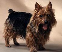 https://images.dog.ceo/breeds/terrier-australian/n02096294_3413.jpg